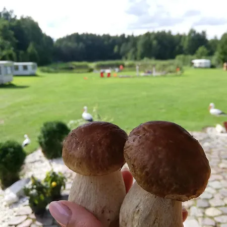 Nad Stawem W Harszu Harsz