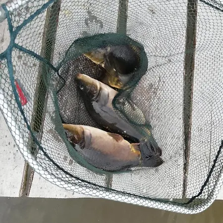 Nad Stawem W Harszu Horská chata *