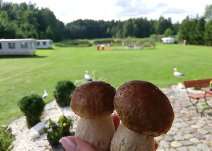 Nad Stawem W Harszu Harsz