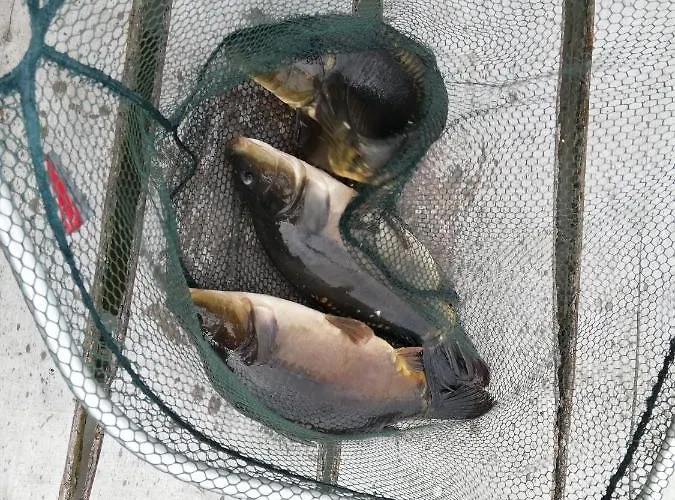 Nad Stawem W Harszu Horská chata *