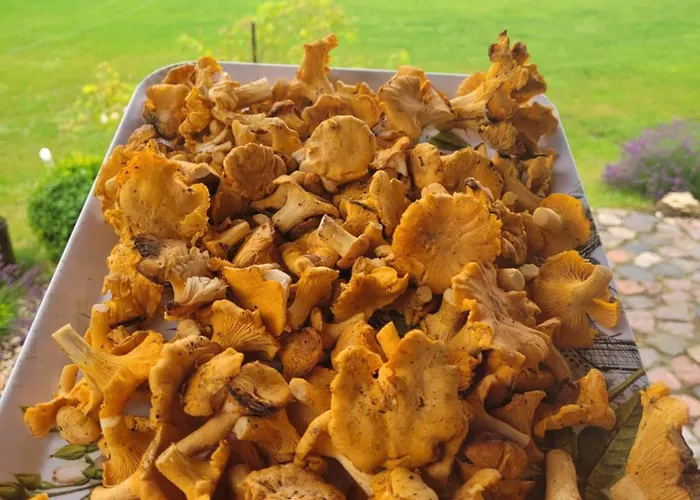 Nad Stawem W Harszu Harsz